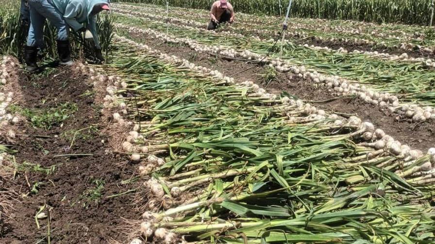 Producción de ajo en Constanza peligra por deuda del Gobierno dominicano con agricultores
