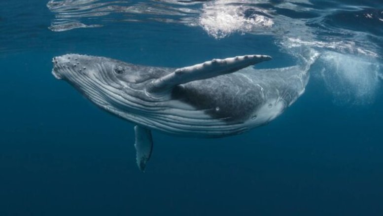 Hoy Día Mundial de las Ballenas: un homenaje a los gigantes amigables del mar