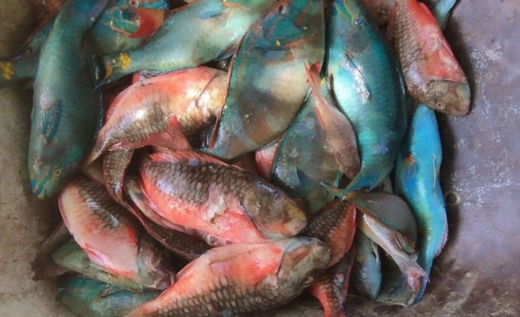 Medio Ambiente admite falta de inspectores para vigilar venta del pez loro