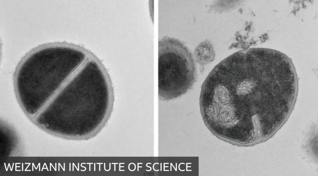 Científicos descubren un área desconocida de nuestro sistema inmunológico