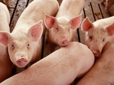 Cientos cerdos en Dajabón mueren de forma repentina por una rara enfermedad