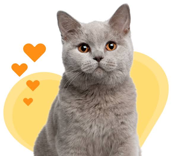 Confirman dos gatos infectados con la gripe aviar en la Ciudad de Nueva York