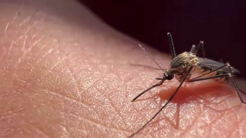 Brote de fiebre amarilla en colombia cobra la vida de 32 personas