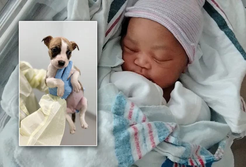 Bebé hallado muerto en apartamento de Queens no fue asesinado por un perro como se sospechó inicialmente