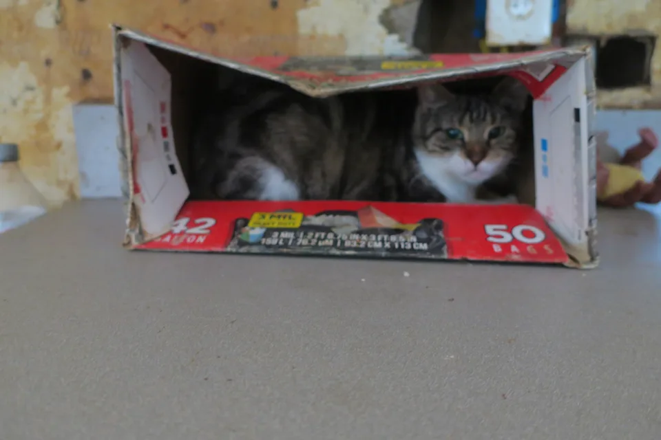 Acusan a hombre de NY tras encontrar más de 20 gatos muertos en su casa