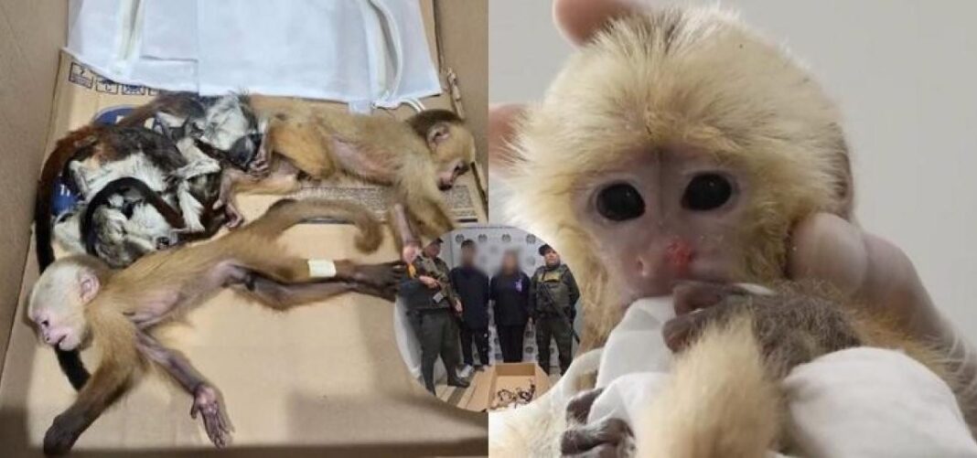 Dos personas traficaban simios recién nacidos en sus partes íntimas rumbo a RD