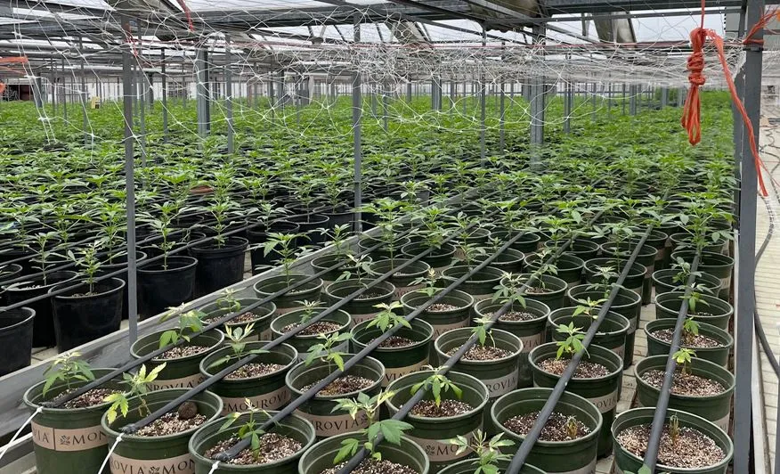 La DEA allana Granja de marihuana” criminal en Nueva York abastecía a tiendas ilegales en la ciudad