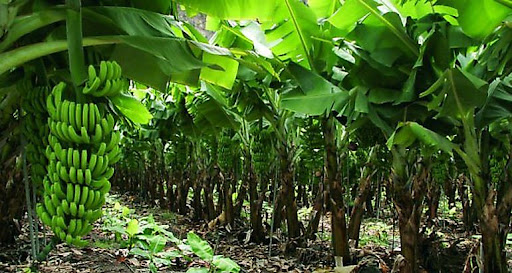 La industria bananera en América Latina, un oscuro legado de violencia y corrupción
