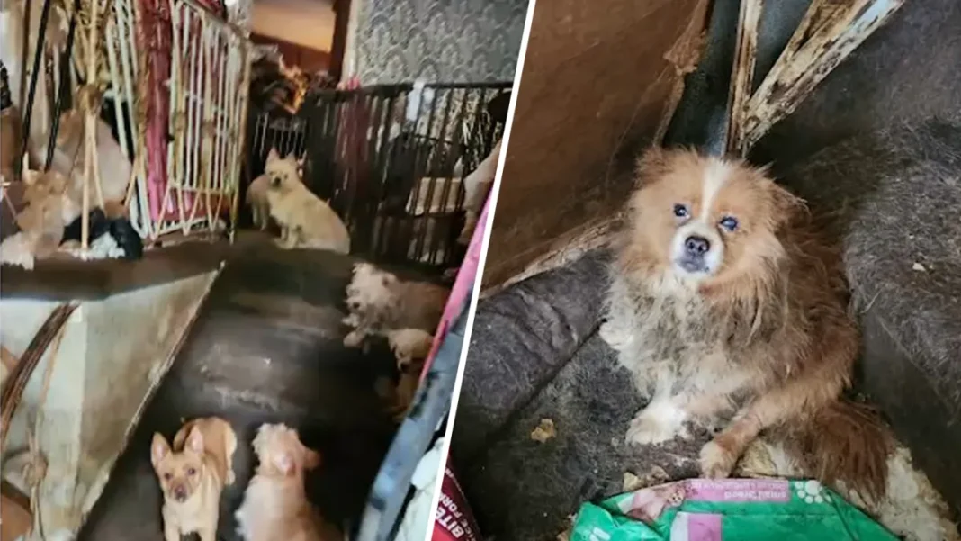 Encuentran más de 80 perros en casa de una mujer muerta en Brooklyn