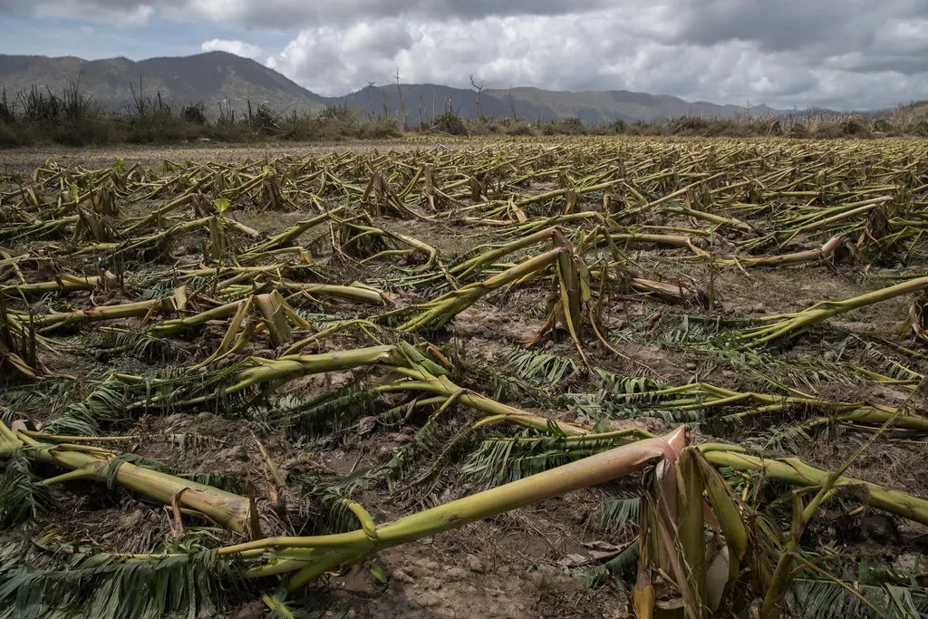 ANPA acusa al Ministerio de Agricultura de inflar cifras sobre daños de la tormenta Melissa