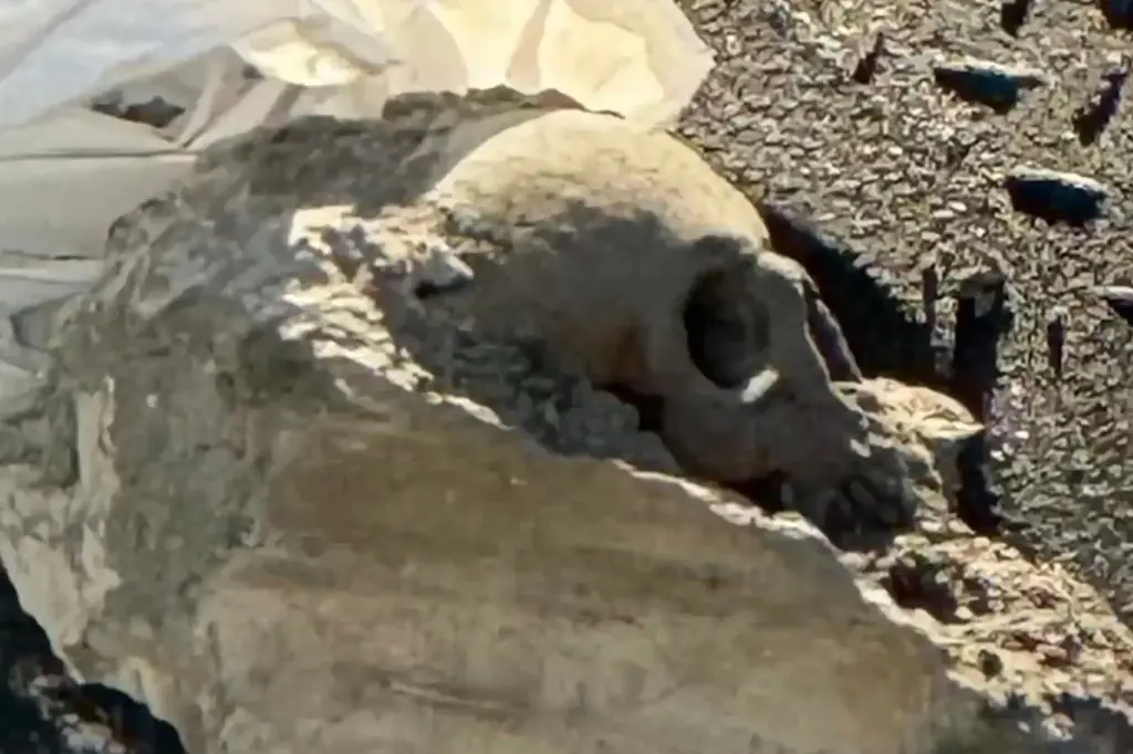 Encuentran una calavera atrapada en concreto en el muelle de Boston, lo que genera temores de un ataque de la turba
