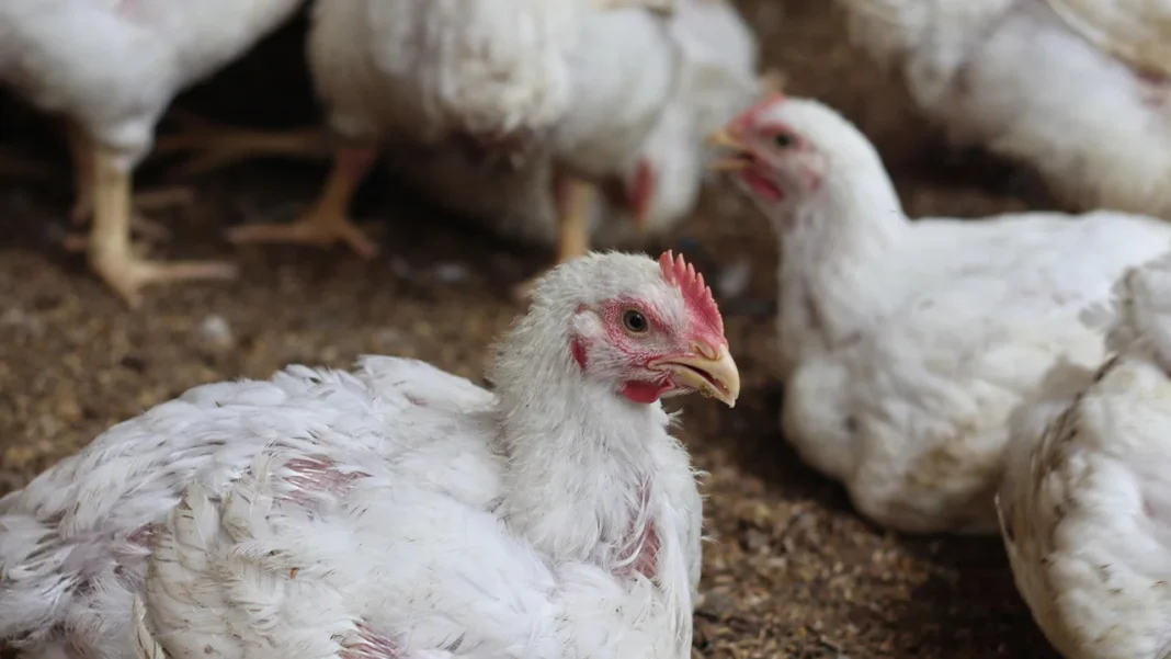 Un residente de Washington está infectado con una cepa diferente de gripe aviar, según informaron las autoridades sanitarias.