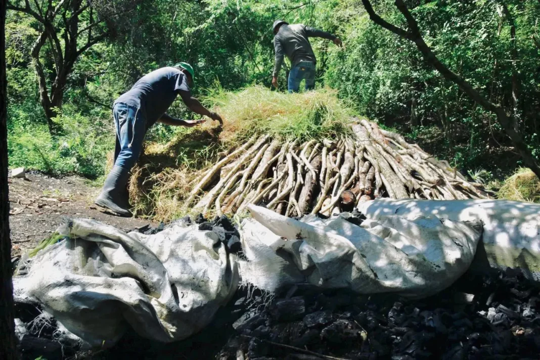 La tala clandestina que devora los bosques dominicanos y se vende en Haití