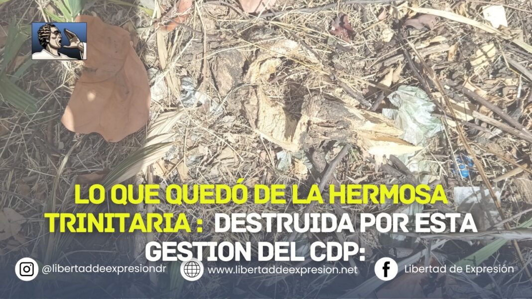 Gestión del CDP destruye la trinitaria, que con tanto amor y cariño sembramos en el 2018, lo que constituye un delito forestal