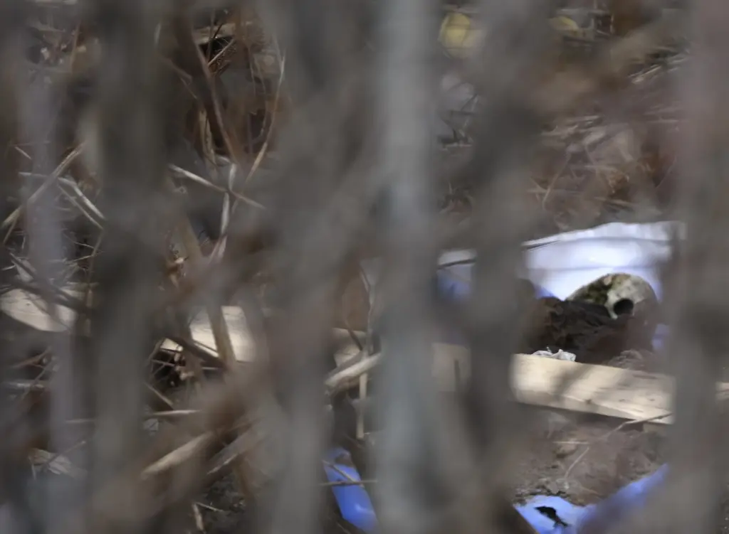 Encuentran cráneo humano entre arbustos cerca del paseo marítimo de Coney Island, mientras continúan las búsquedas de más restos