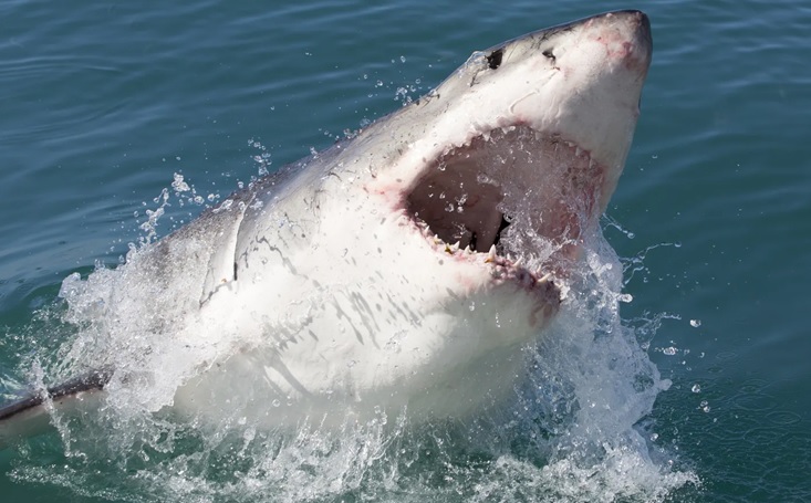 Ya empiezan a aparecer tiburones en el área de NY, a donde acuden dominicanos como bañistas Ya empiezan a aparecer tiburones en el área de NY, a donde acuden dominicanos como bañistas