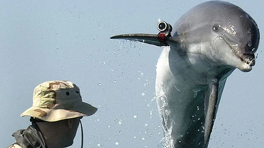La historia de los delfines suicidas que Irán compró a Ucrania La historia de los delfines suicidas que Irán compró a Ucrania