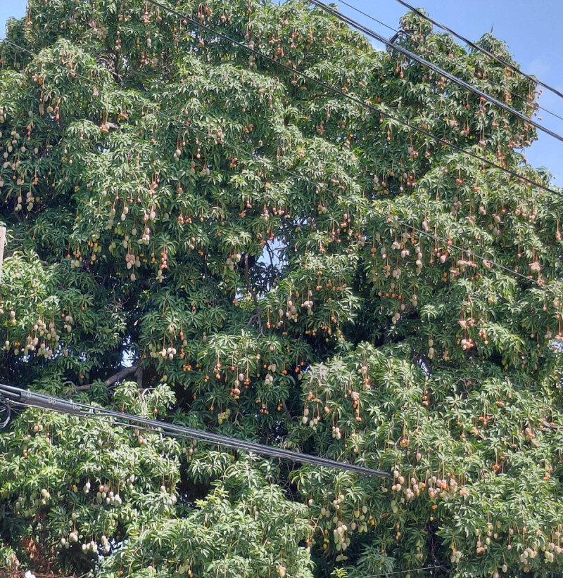 EEUU suspende importación de mango, tres años después de alerta sobre mosca de la fruta EEUU suspende importación de mango, tres años después de alerta sobre mosca de la fruta