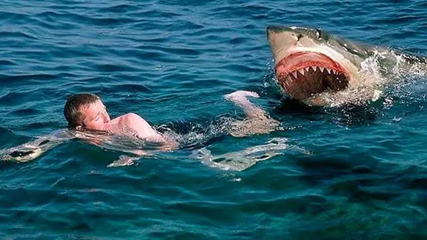 Tiburones merodean en playas NY, miles de dominicanos concurren y uno mordió a bañista Tiburones merodean en playas NY, miles de dominicanos concurren y uno mordió a bañista