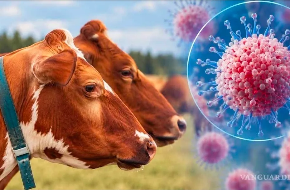 Virus Shamonda: el primer caso humano que preocupa a la ciencia Virus Shamonda: el primer caso humano que preocupa a la ciencia